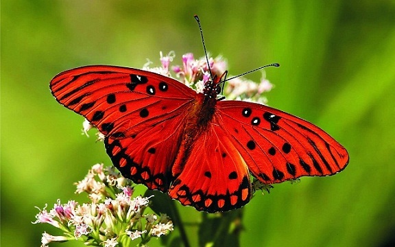 Farfalla melanom