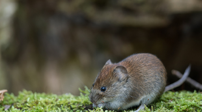 Hantavirus - aggiornamento ECDC e Ministero della 